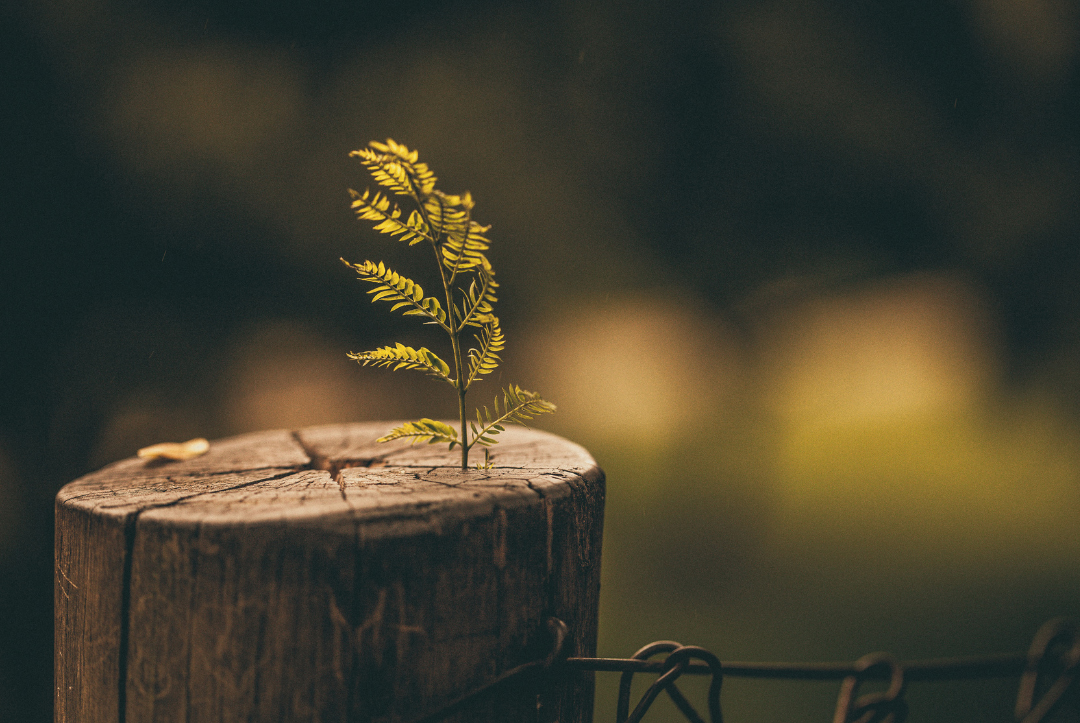 Read more about the article O voce pentru copilul care a vrut să salveze lumea